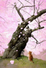 catpic5