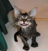 cats_alj.jpg