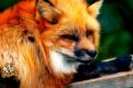 Red Fox_10
