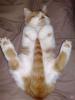 1261033205 animals 73 09