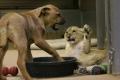 baby lion 11