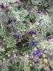 Juniperus_communis...-11.jpg