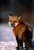 Red Fox 854