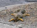 Squirrel 02