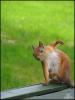 1204600580 orava  ...y tng05
