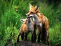 RedFox 10
