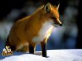 Red Fox_12