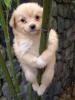 FurryBlondPoleDancer