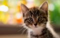 cute-kitties-wallpapers