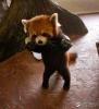 1201636337 panda