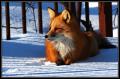 Fox 5 by P3timac