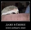 1285504703 foto 21
