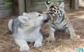 1274293721 wolf-an...cubs-03