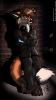 Fox_6