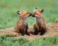 foxes-1280