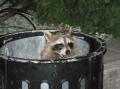 racoon 17