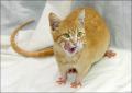 Cat-Mouse.jpg
