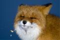 Red Fox 884