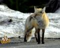 Red Fox 22