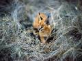 1243416168 caracal...300009b