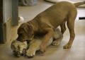 baby lion 10