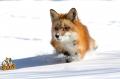 Red Fox_4