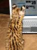 serval