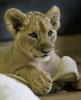 baby lion 08