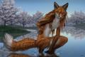 Fox_10