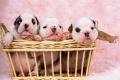 050711 dogs2