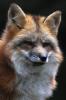 Red Fox 924
