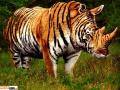 tigra