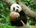 03xongmao 2