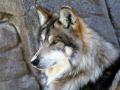 Mexican Wolf 1.jpg