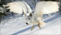 Wingedwolf.jpg