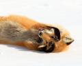8b057881fa6ee597e4...tic-fox