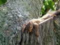 Squirrel 14