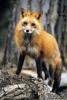 Red Fox 912