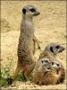 1249925585.atimon kats1