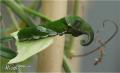 1242923039 mamals insects013