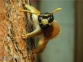 1242923037 mamals insects020