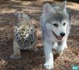 1274293707 wolf-an...cubs-01