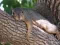 Squirrel 12