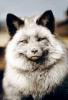 sloan4