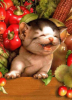 catpic9