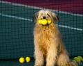 1261033134 animals 05 03