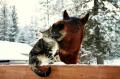 the-craziest-animals-ever21
