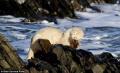 albino-otter
