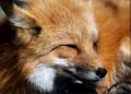 Red Fox 897