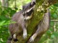 racoon 29